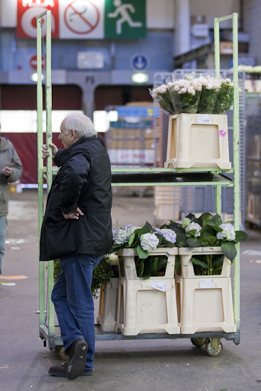 MIN RUNGIS-Fleurs-82.jpg